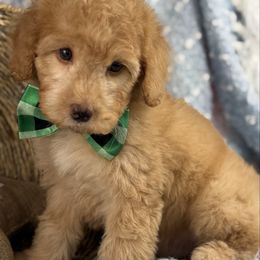 Akc Rudolph - Red  male Poodle puppy in Grinnell, Iowa from Rural Iowa Aussies & Doodles