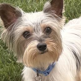 Yorkshire Terriers from Roleez Yorkies