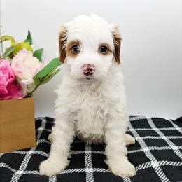 Chilli - Red female Bernedoodle puppy in Granton, Wisconsin from Rose River Farms