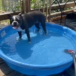 Boston Terrier Puppies from Bonze Boston Terriers