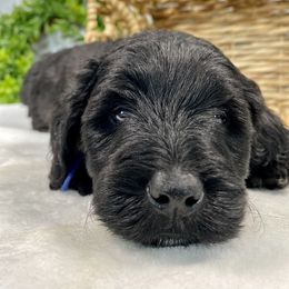 Cavapoo and Goldendoodle Puppies from AnnaBella Doodle