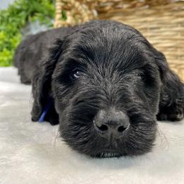 Cavapoo and Goldendoodle Puppies from AnnaBella Doodle