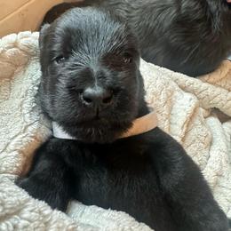 Julia - Black female Scottish Terrier puppy in Eagle Lake, Florida from Its Scot To Be Love Scotties