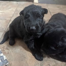 Red - Black male German Shepherd puppy in Luna, New Mexico from Von De León German Shepherds