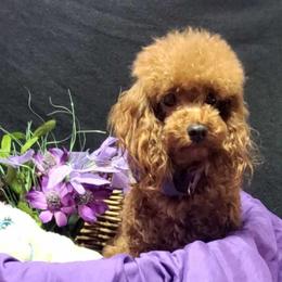 Spice - Poodle