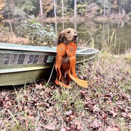 Boomer - English Cocker Spaniel