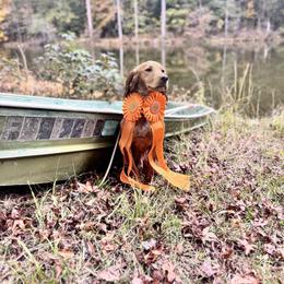 Boomer - English Cocker Spaniel