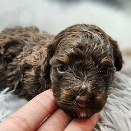 Brown Phantom Boy, Khufu - Brown male Poodle puppy in Coolidge, Arizona from Effervescent-Pooches
