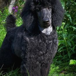 Poodles from Galavanting Poodles