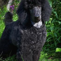 Poodles from Galavanting Poodles