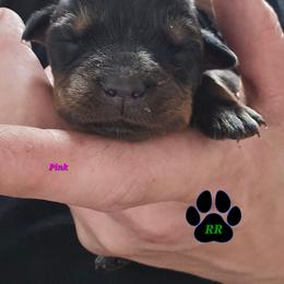 Pink - Black and mahogany female Rottweiler puppy in Tangent, Oregon from Raya's Royals