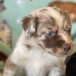 Casanova - Australian Shepherd puppy from Wagon Wheel Aussies and Corgi’s