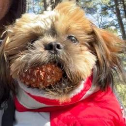 Shih Tzus from Shihtzucircusaz