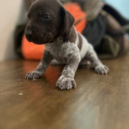 Tati - Liver roan female German Shorthaired Pointer puppy in Bainbridge, Georgia from Chapman Bird Dogs