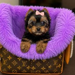 Daisy - Black and tan female Yorkshire Terrier puppy in Blanchard, Oklahoma from Southern Belle Yorkie