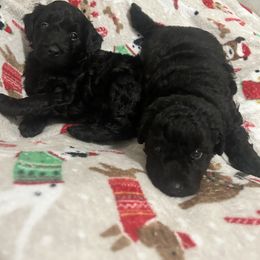 Riggin - Black male Goldendoodle puppy in Centralia, Missouri from Oodles Of Doodles Mo.