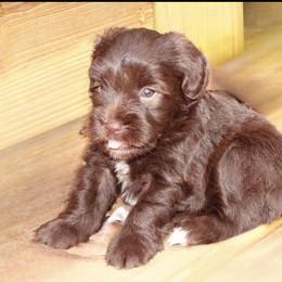 Miniature Schnauzer Puppies from Gambino Bambino’s Miniature Schnauzers