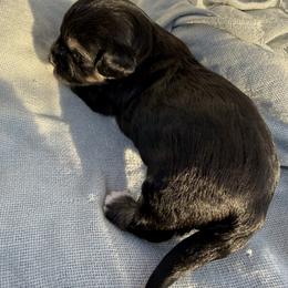 Maltipoo Puppies from Sophies Babies