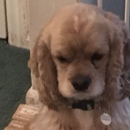 Louie - Cocker Spaniel