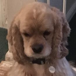 Louie - Cocker Spaniel