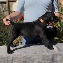 Boy 1 - Black male Cane Corso puppy in Dayton, Oregon from BlackStar Cane Corso