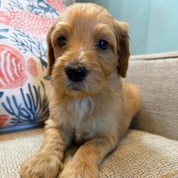 River - Apricot male Goldendoodle puppy in Pensacola, Florida from Goldendoodles Love You in Pensacola Friend Edition