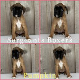 Pumpkin - Fawn female Boxer puppy in Madisonville, Texas from Sergeant's Boxers