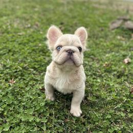 Bluey - Fawn and white male French Bulldog puppy in Alexandria, Virginia from Boss Lady Kennel