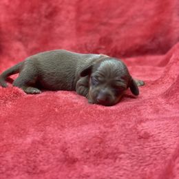 Mocha - Chocolate and tan female Dachshund puppy in Richmond, Virginia from Paw Prints