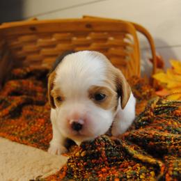 Bernie - Blenheim male Cavalier King Charles Spaniel puppy in Mountain Grove, Missouri from Dogwood & Sassafras Companions