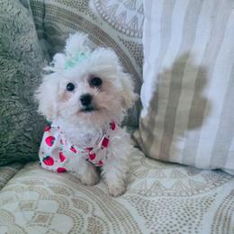 Olivia - Cream female Cockapoo puppy in West Point, Mississippi from Golden Paws
