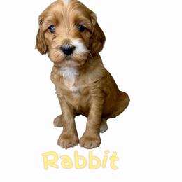 Rabbit - Red female Australian Labradoodle puppy in Upland, California from Kings Labradoodles
