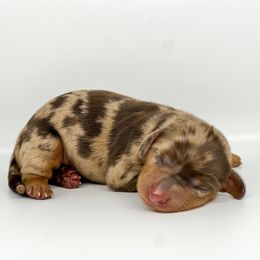 Twix - Dapple female Dachshund puppy in West Palm Beach, Florida from TheFrenchieVille