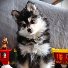Vixen - Black and white female Pomsky puppy in Zearing, Iowa from Short Creek Pomskies of Iowa
