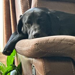 Labrador Retriever All Grown Up from Hallelujah Retrievers