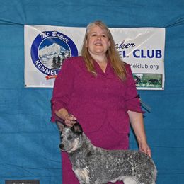 Australian Cattle Dog and French Bulldog Puppies from Sugarloaf French bulldogs and Australian cattle dogs