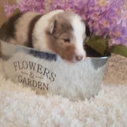 Shetland Sheepdog Puppies from Hawks Acres Shetland Sheepdogs