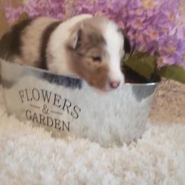 Shetland Sheepdog Puppies from Hawks Acres Shetland Sheepdogs