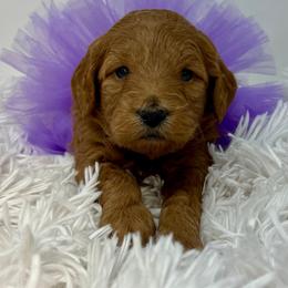 Purple Female - Apricot female Goldendoodle puppy in Great Falls, Montana from Montana Goldendoodles