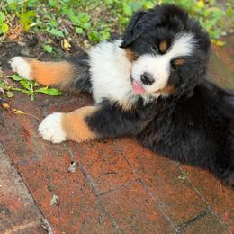 Mayo - Black rust and white female Bernese Mountain Dog puppy in Petersburg, Michigan from Vantage Point