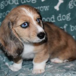 Dachshund Puppies from Desert Horizon Dachshunds