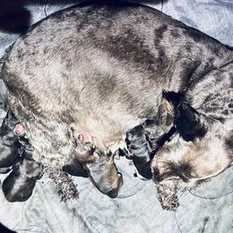 Miniature Schnauzer puppies from Reservoir Dogs