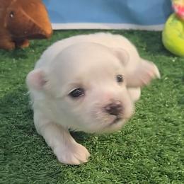Lucas - White male Maltese puppy in Aurora, Missouri from KnJ Precious Paws LLC