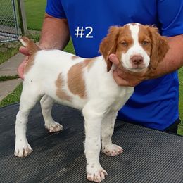 Boy 2 - White and orange male Brittany puppy in Conneautville, Pennsylvania from High Hopes Kennel