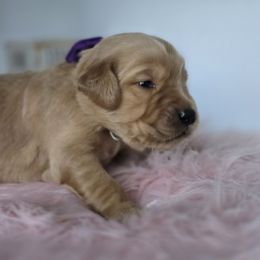 PURPLE - Golden female Golden Retriever puppy in Grand Terrace, California from Southern Golden Retrievers