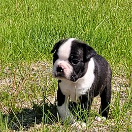 Boston Terrier Puppies from Lucht-Tee Acres Bostons