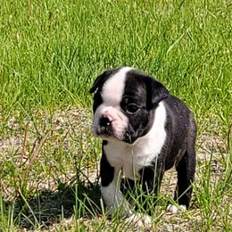 Boston Terrier Puppies from Lucht-Tee Acres Bostons