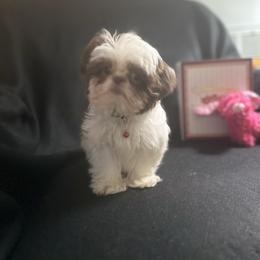 Gracie - Liver and white female Shih Tzu puppy in Huntsville, Alabama from Sunnybrook Shih Tzu