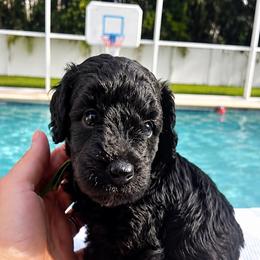 Salsa - Black female Poodle puppy in Port Saint Lucie, Florida from Abbott Standard Poodles