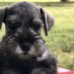 Miniature Schnauzers from England's AKC Miniature schnauzers